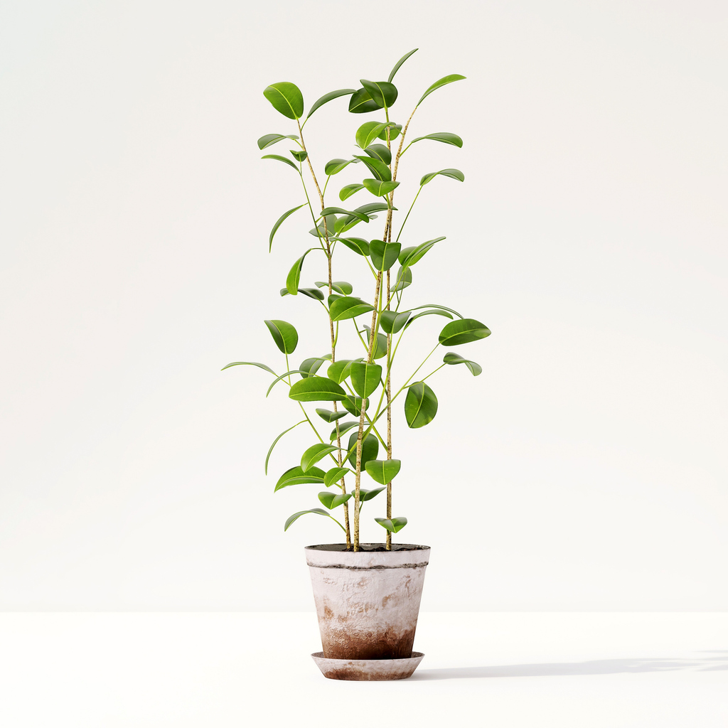 Healthy green tropical fiddle leaf fig tree in ceramic concrete pot with sunlight from window and leaf shadow in clean white wall room hemstädning