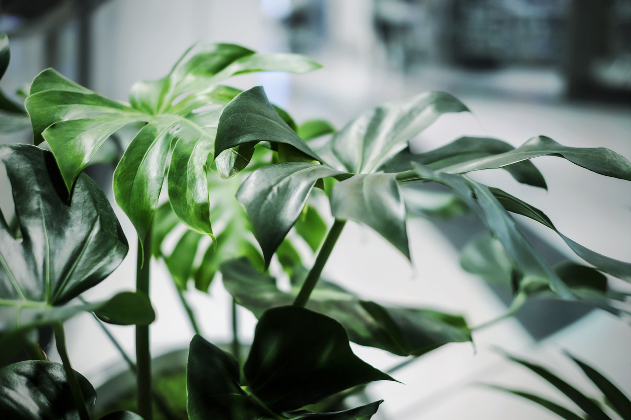 Monstera deliciosa tropical leaves in the office building hemstädning